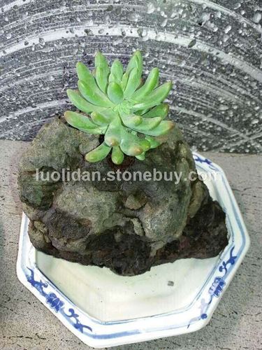 火山岩盆景图片, 火山岩盆景产品图片