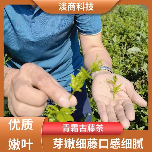 茅岩青霜茶 养生茶 大健康茶回甘快 色泽鲜明叶张肥嫩 淡商