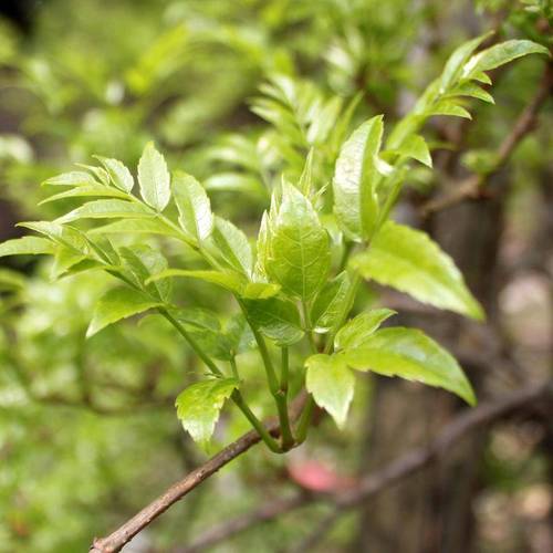 藤茶又叫茅岩青霜茶青霜吉藤茶神仙茶龙须茶等